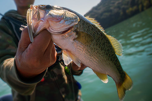 photo:Bass Fishing