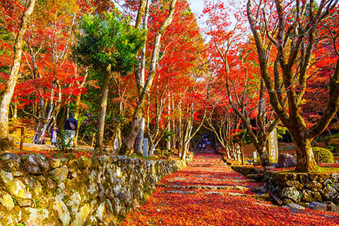 画像：鶏足寺の紅葉