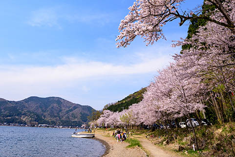 画像：海津大崎の桜